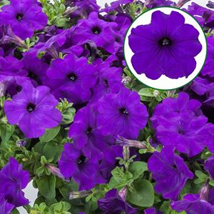 Afbeelding van Petunia P12 FF Blue